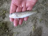 Cutthroat Trout, photographed in British Columbia