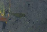 Guppy, photographed in Taipei