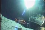 Randall's Snapper