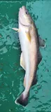 Saffron Cod, photographed in Sakhalin