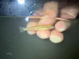 Bluespar Darter, photographed in Virginia