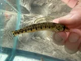 Roanoke Logperch, photographed in Virginia