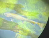 Brook Trout, photographed in Colorado