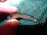 Snail Bullhead, photographed in North Carolina