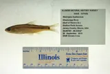 Spottail Shiner, photographed in Illinois
