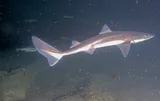 North Pacific Spiny Dogfish, photographed in British Columbia