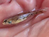 Bluegrass Darter, photographed in Kentucky