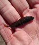 Ninespine Stickleback
