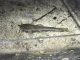 White Bullhead, photographed in North Carolina
