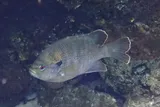 Spotted Sunfish, photographed in Florida