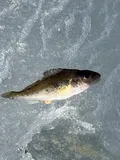Ruffe, photographed in Moskva