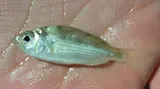 Tidewater Mojarra, photographed in South Carolina