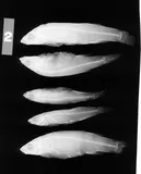 Whiteline Topminnow, photographed in Alabama