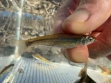 Steelcolor Shiner, photographed in Arkansas