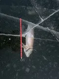 Muskellunge, photographed in Minnesota