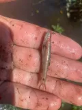 Taillight Shiner, photographed in Georgia