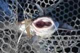 Gafftopsail Catfish, photographed in Florida