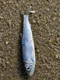 Atlantic Herring