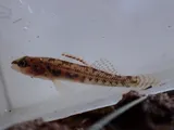 Stripetail Darter, photographed in Alabama