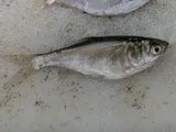 Silver Carp, photographed in Arkansas