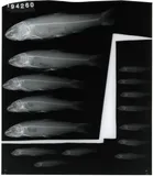 Bigmouth Chub, photographed in Virginia
