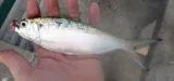 Atlantic Thread Herring, photographed in Florida
