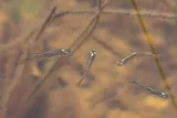 Zebra Danio, photographed in Okinawa