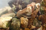 Striped Shiner, photographed in Tennessee