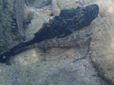 Cherokee Darter, photographed in Georgia