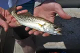 Spotted Seatrout, photographed in Florida