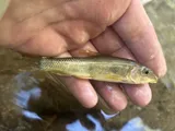 Sonora Sucker, photographed in Arizona