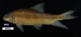 Sharpfin Chubsucker, photographed in Florida
