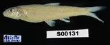 Longnose Shiner, photographed in Florida