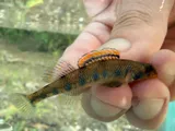 Warioto Darter, photographed in Kentucky