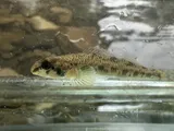 Warioto Darter, photographed in Kentucky