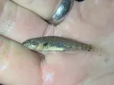 Plains Darter, photographed in Colorado
