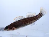 Lipstick Darter, photographed in Alabama