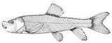 June Sucker, photographed in Utah