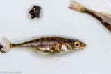 Blackspotted Stickleback, photographed in Nova Scotia