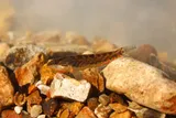 Rainbow Darter, photographed in Tennessee