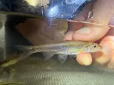 Longjaw Minnow, photographed in Alabama
