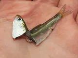 Blueback Herring, photographed in New Jersey