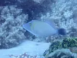 Sufflamen bursa, photographed in Bohol