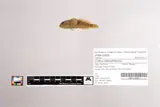 Marbled Sculpin, photographed in California