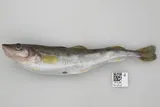 Saffron Cod, photographed in Alaska