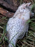 Black Crappie, photographed in California