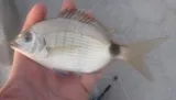 Spottail Pinfish, photographed in Florida