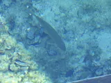 Spotted Sucker, photographed in Florida
