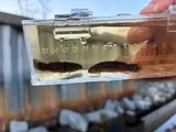 Eastern Mudminnow, photographed in North Carolina