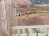 Blacknose Shiner, photographed in Ontario